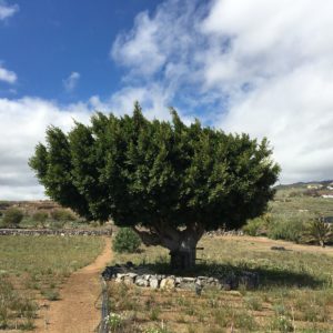 130 Jahre alter Baum auf der Moringa Farm