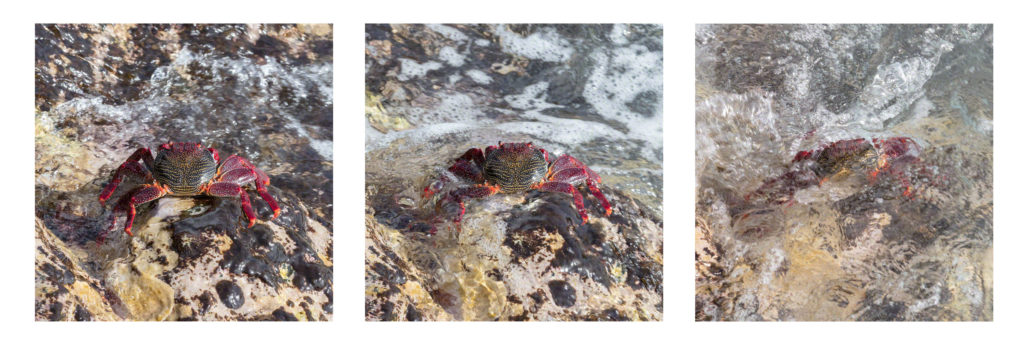Foto: Walter Schönenbröcher , Die Krabbe wird vom Wasser umspült, erst ist sie ganz zu sehen, dann kommt die Welle und berührt sie sanft, dann wird sie vom Wasser überdeckt